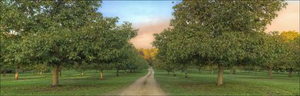 Chestnut Drive - VIC (PBH4 00 13197)